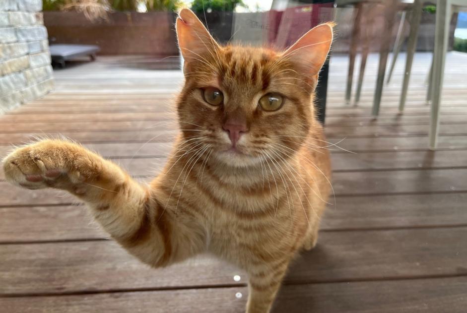 Alerta descoberta Gato Desconhecido Zonza France