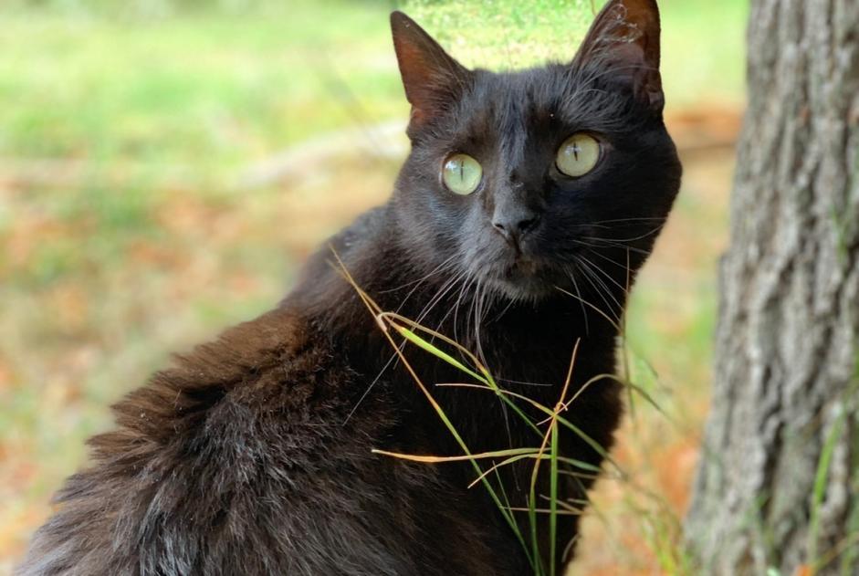 Vermisstmeldung Katze Männliche , 10 jahre Bastelicaccia Frankreich