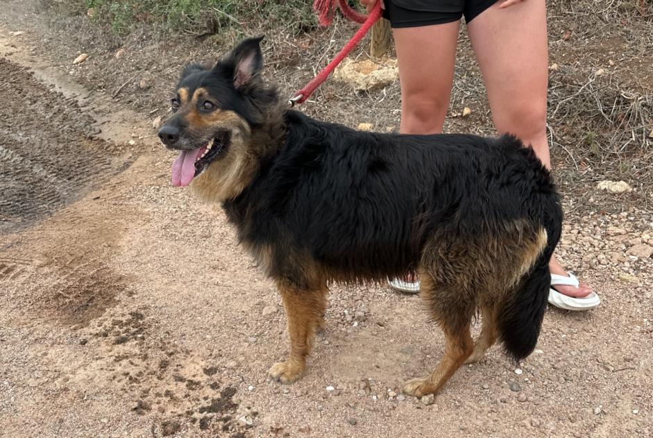 Alerta descoberta Cão Fêmea Bonifacio France